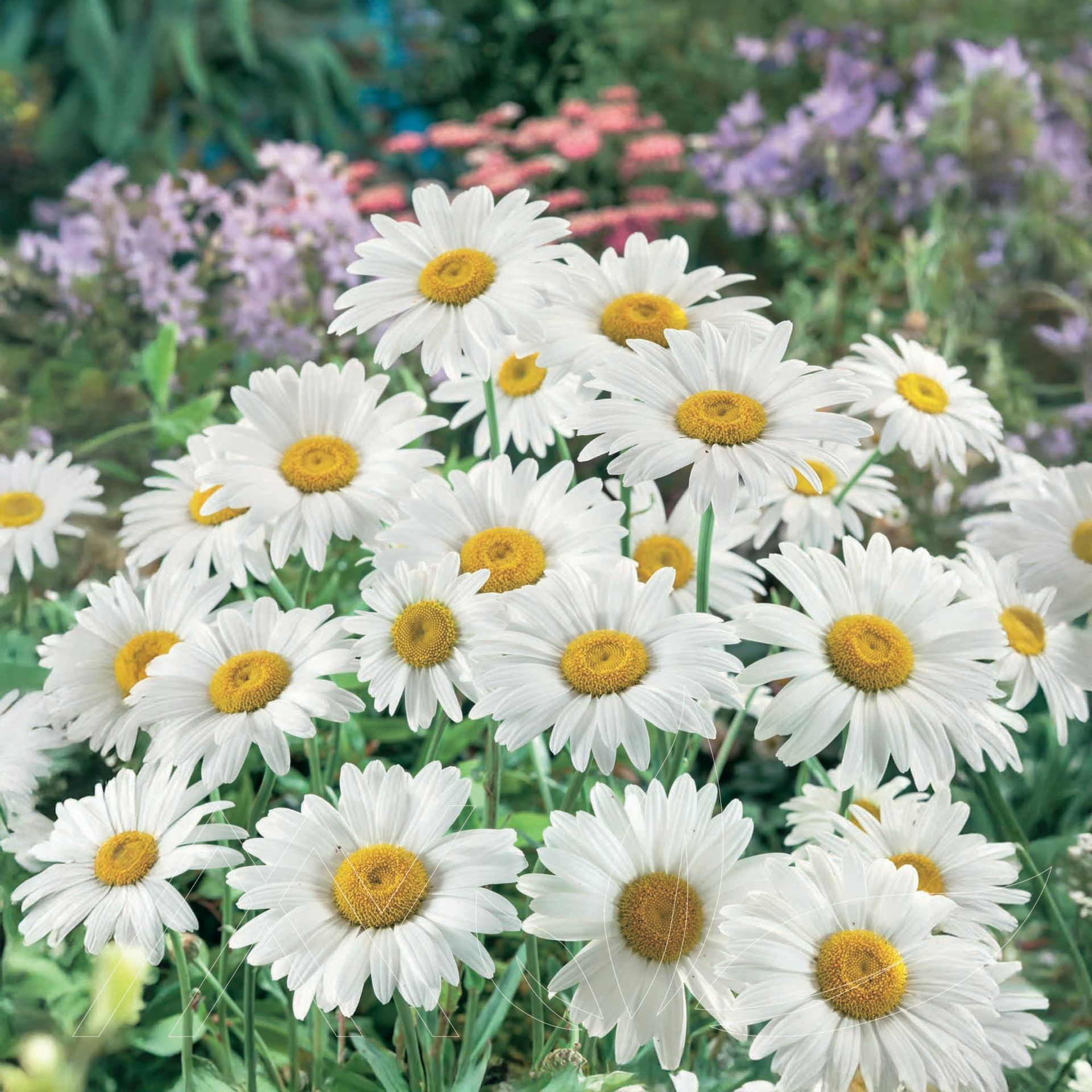 Becky Shasta Daisy