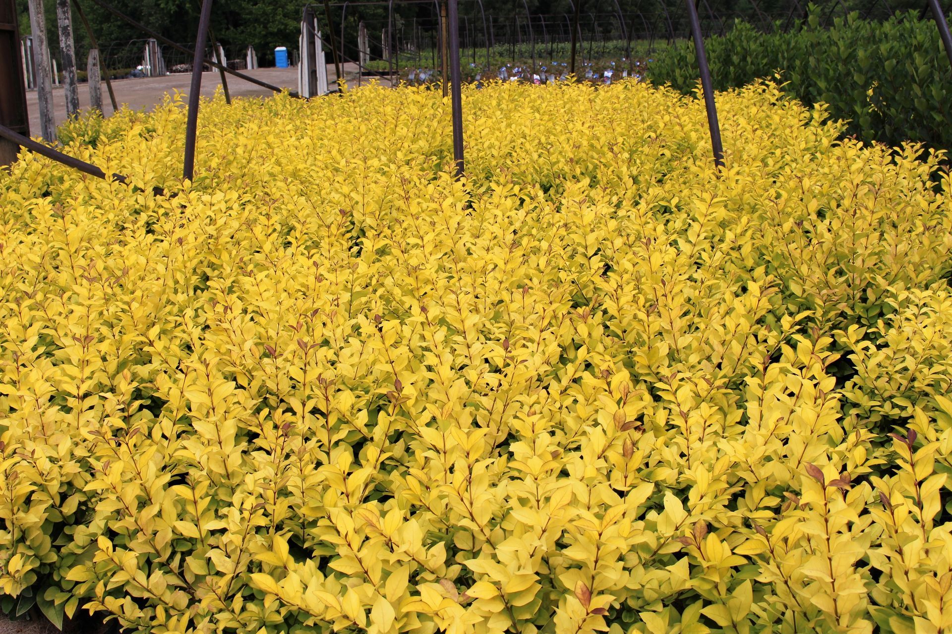 Golden Privet