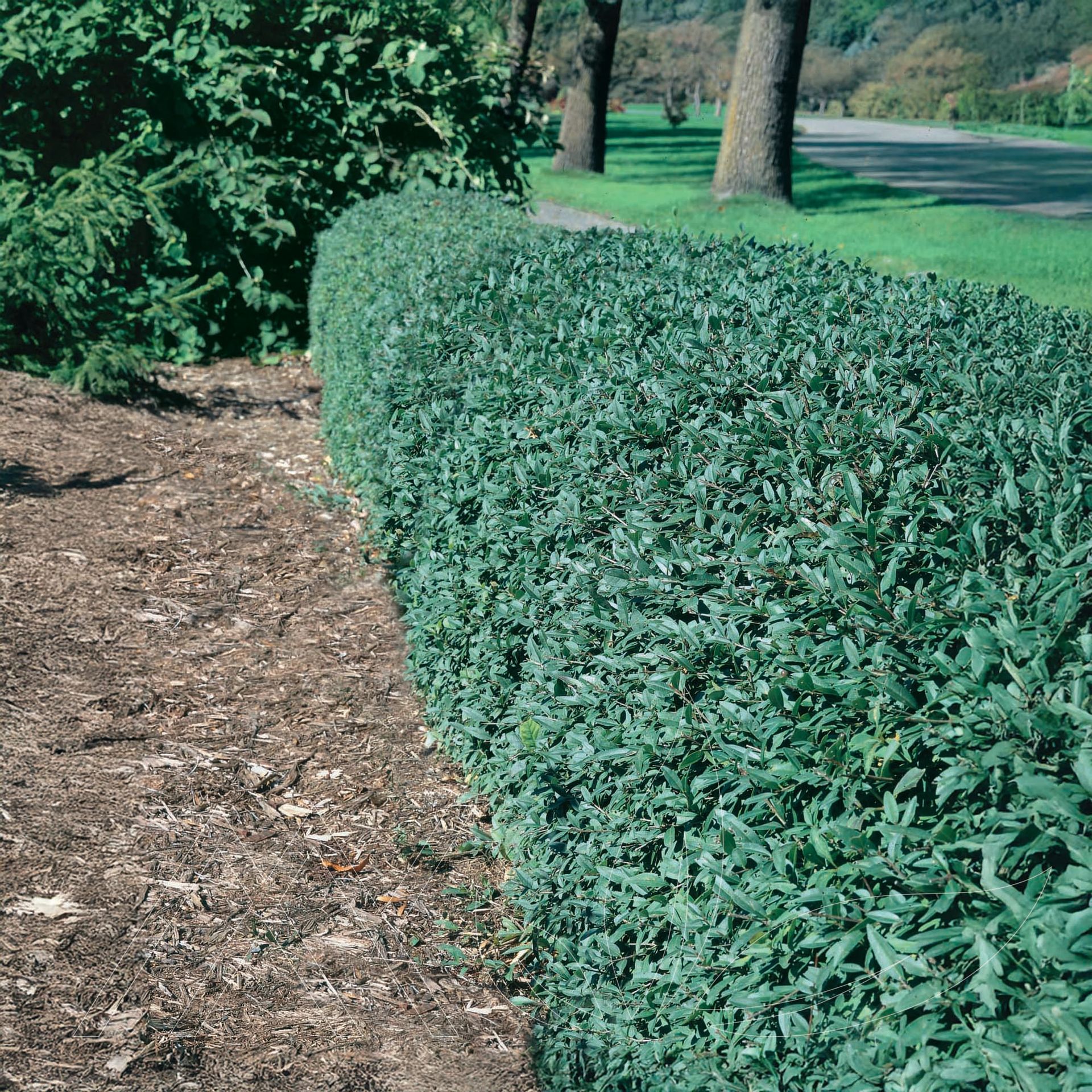 Amur Privet