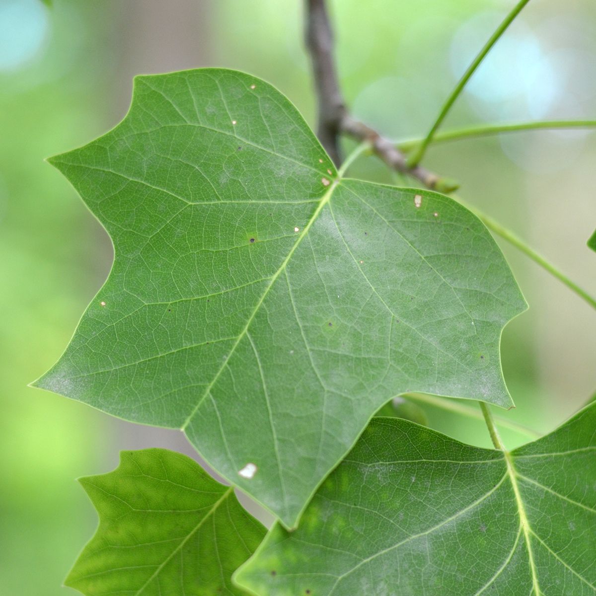 Tulip Tree