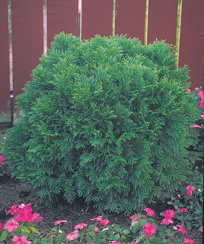 Little Giant Cedar