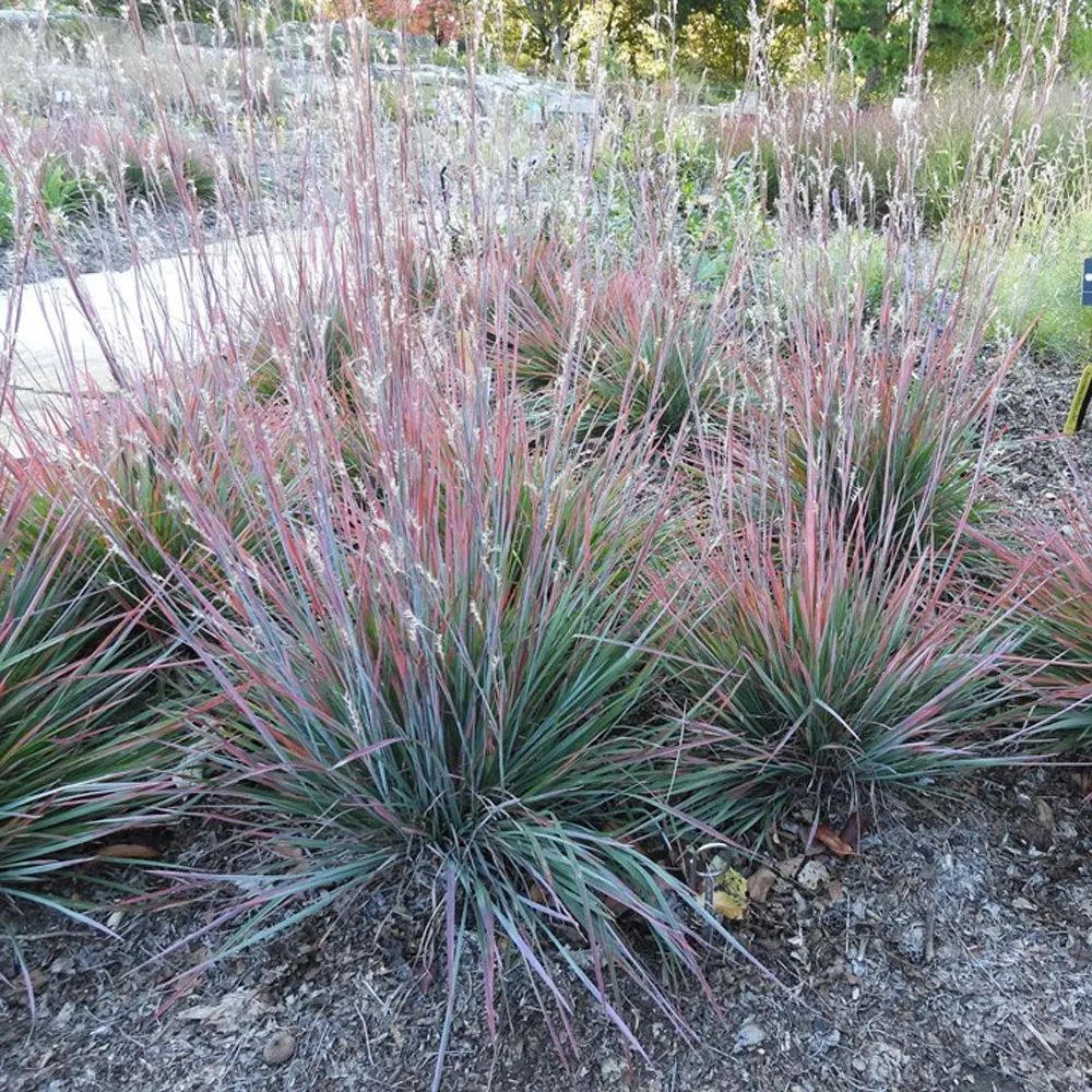 Standing Ovation Little Bluestem