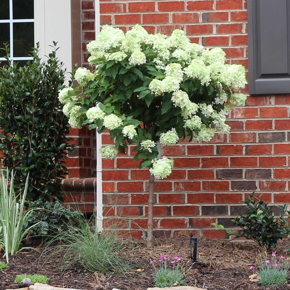 Little Lime® Tree Hydrangea