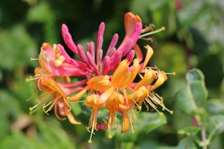 Goldflame Honeysuckle