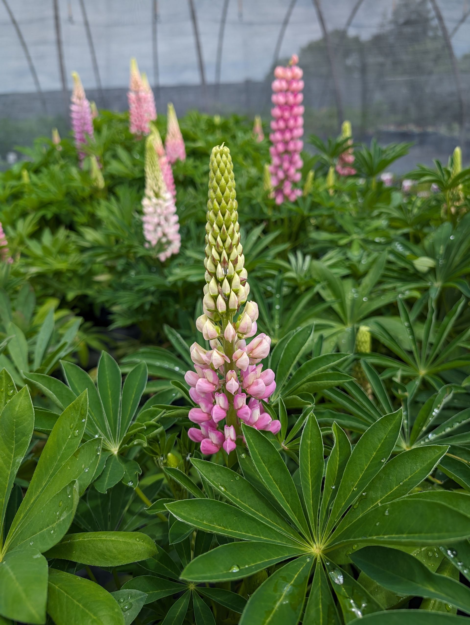 Gallery Pink Lupine