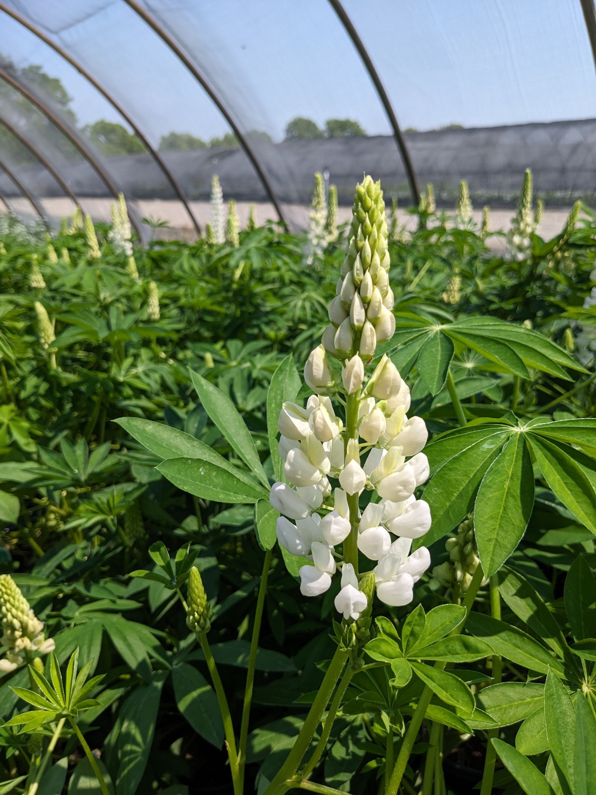 Gallery White Lupine