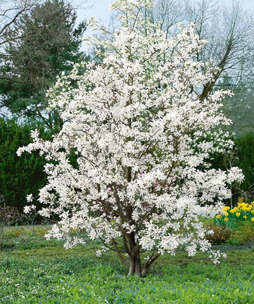 Dr. Merrill Magnolia