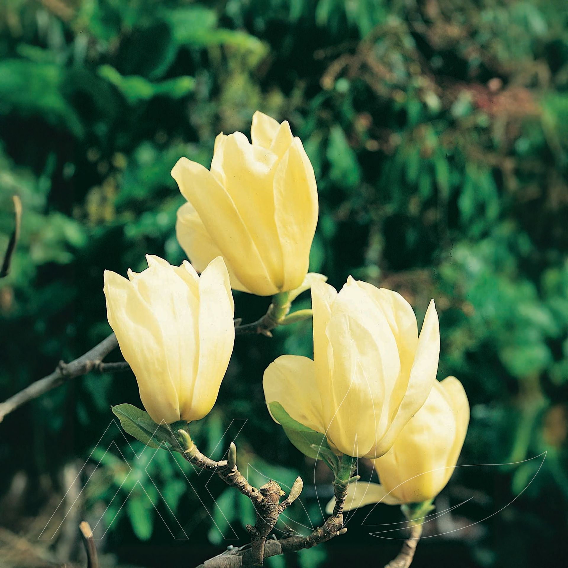 Elizabeth Magnolia