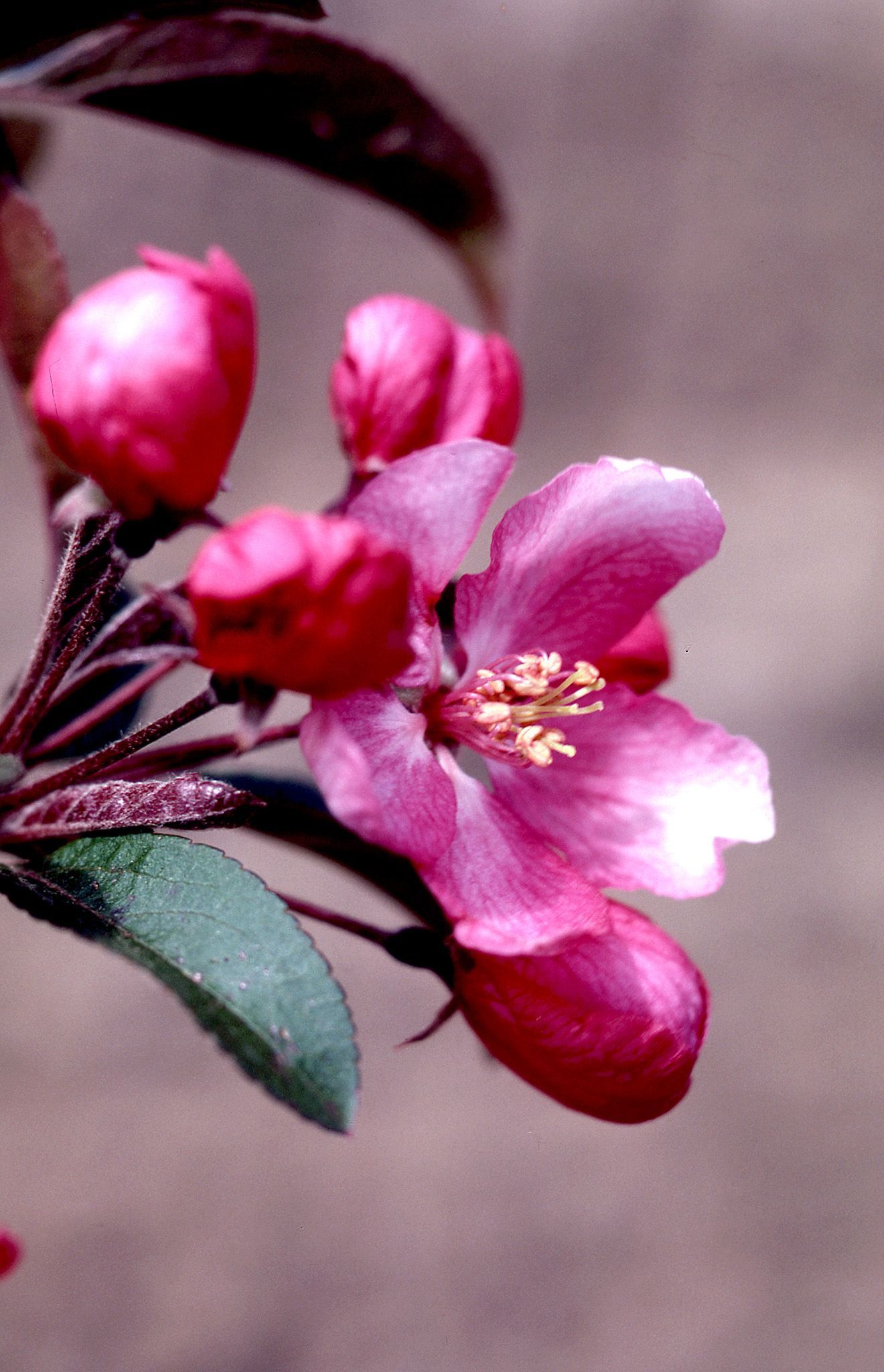 Centurion® Crabapple