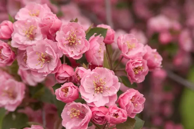 Brandywine® Crabapple