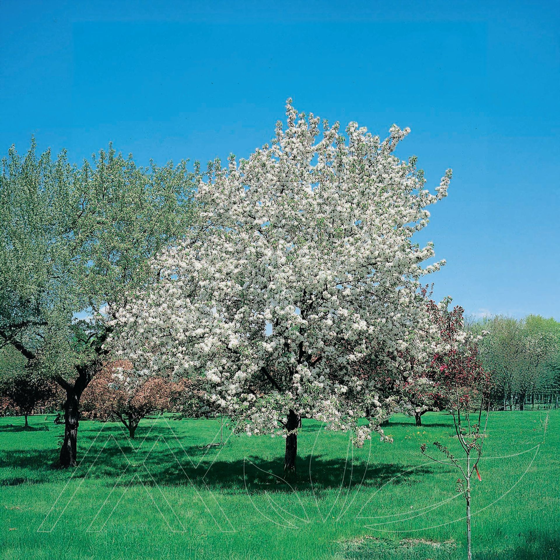 Dolgo Crabapple