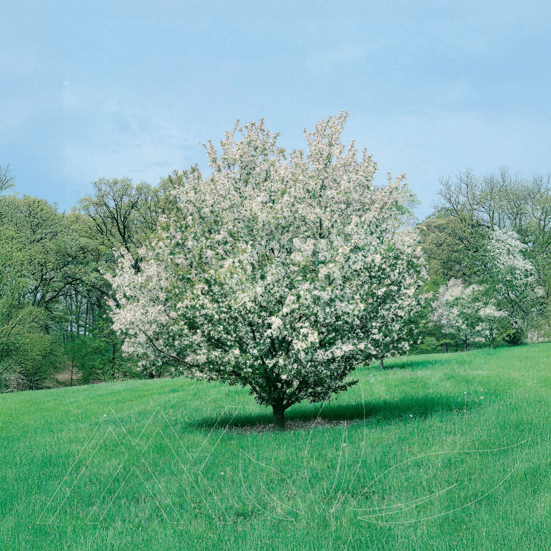 Harvest Gold® Crabapple