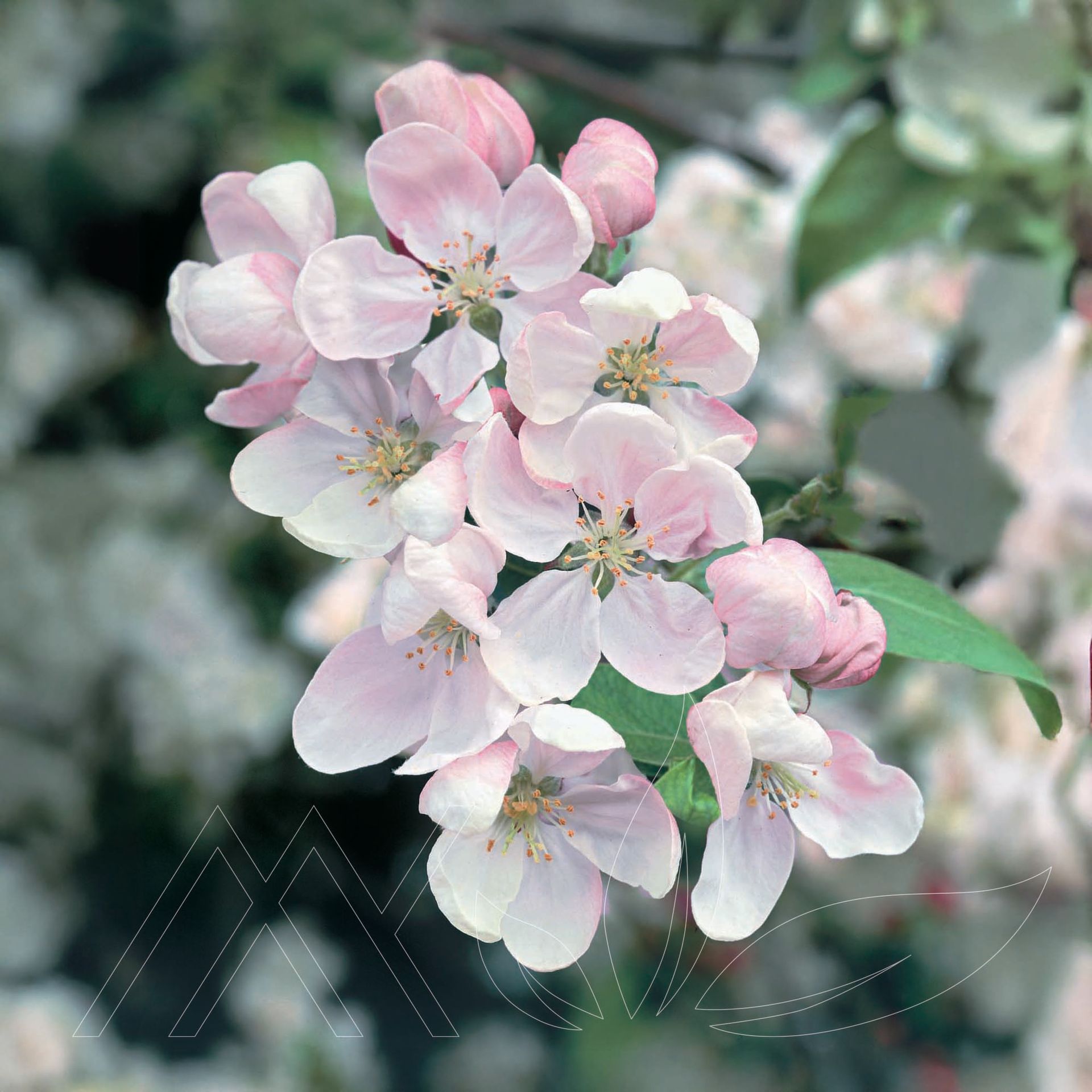 Rinki Crabapple
