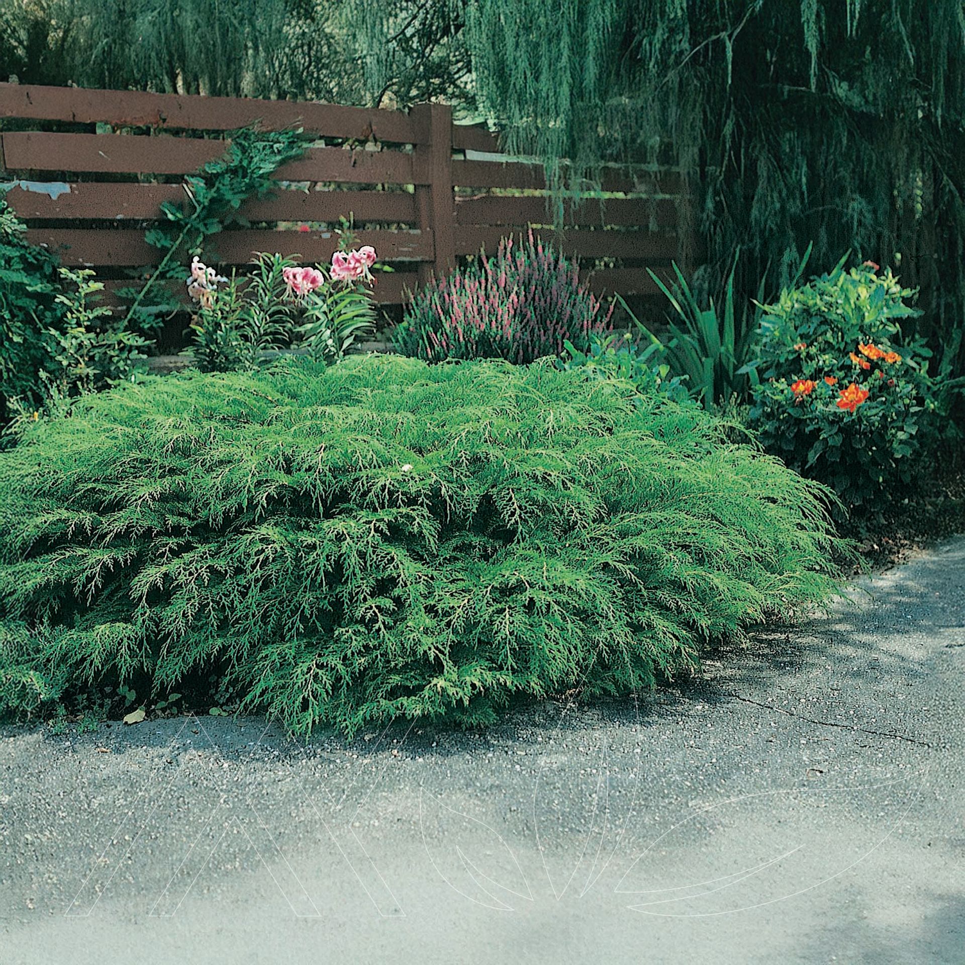 Siberian Cypress