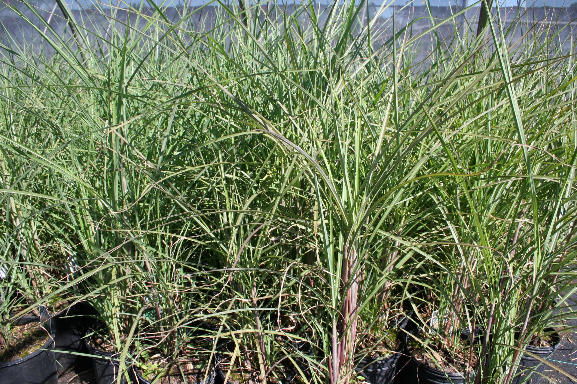 Huron Sunrise Maiden Grass