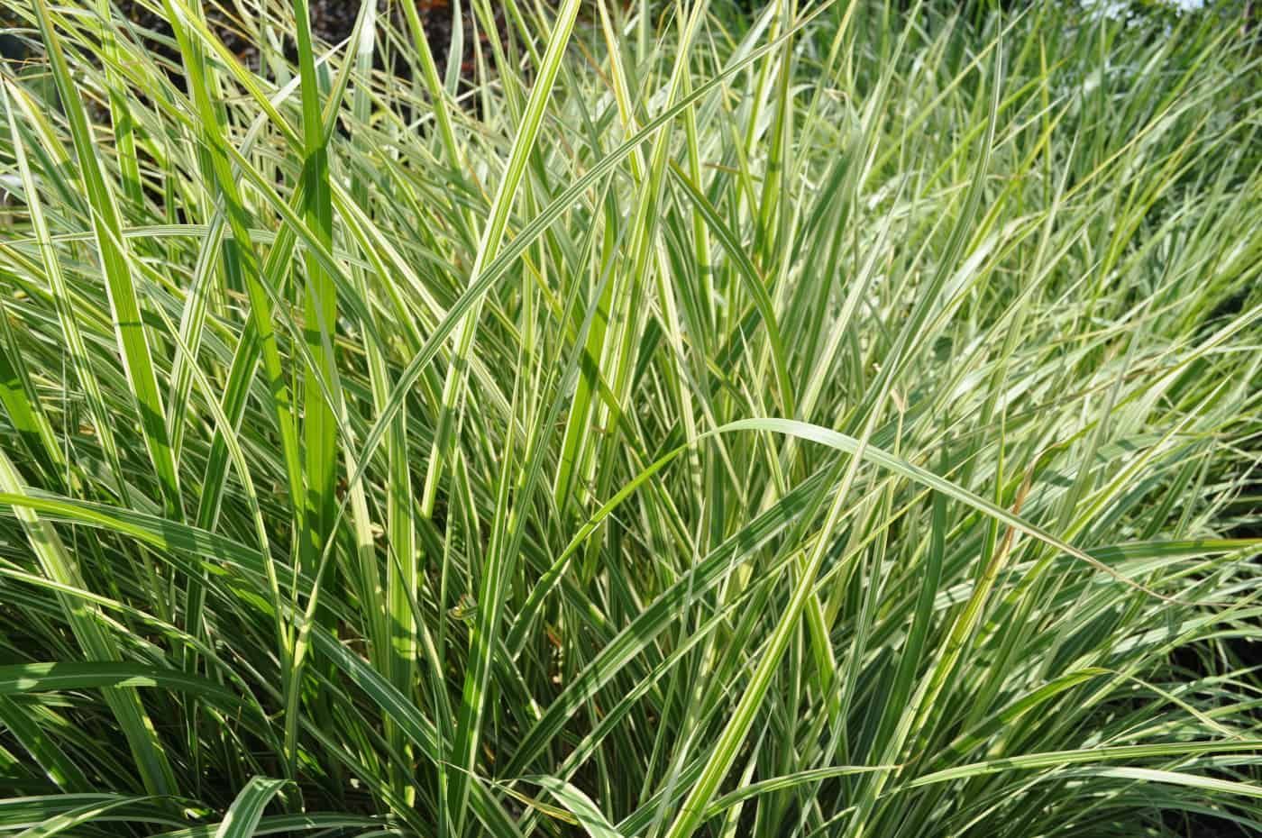 Variegated Maiden Grass