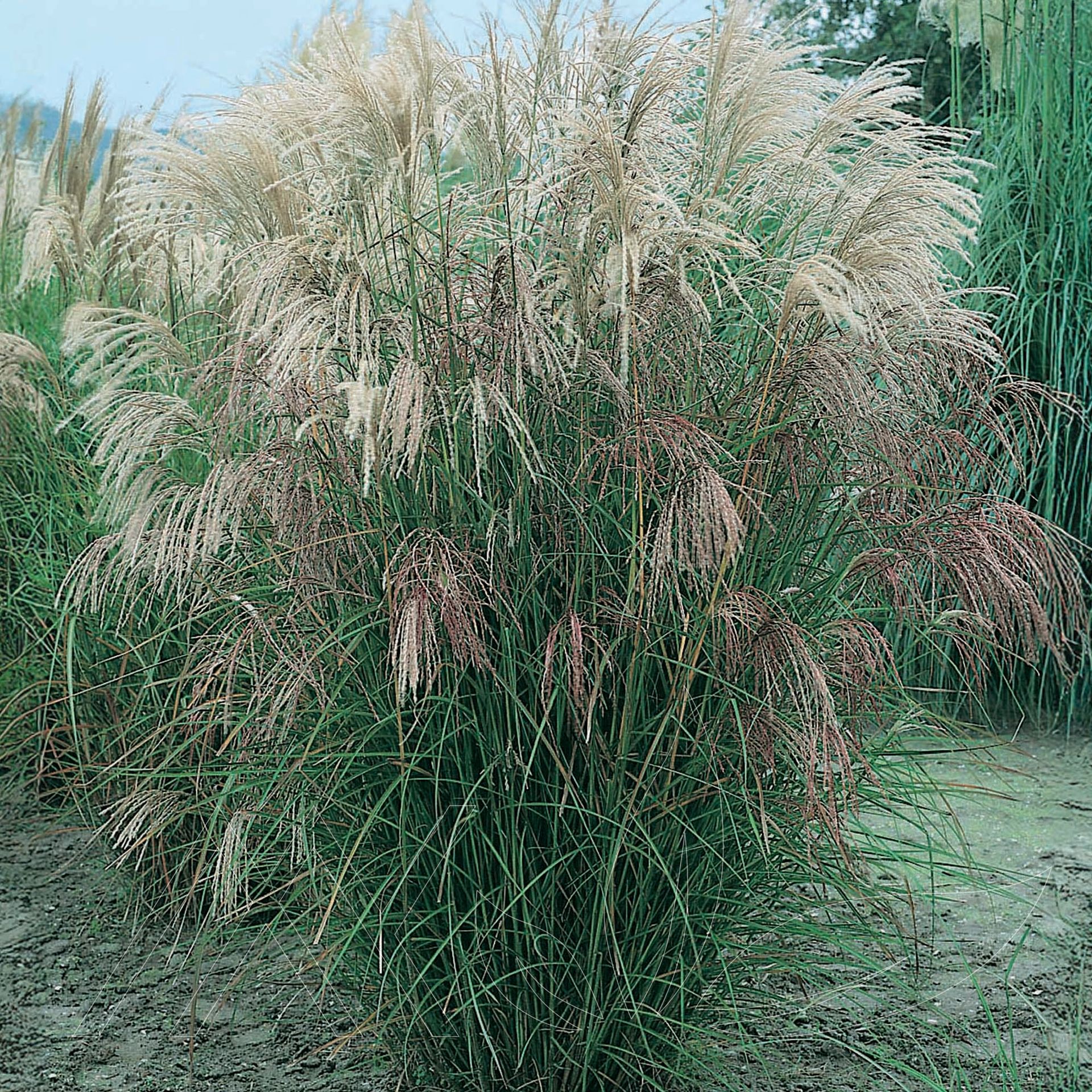 Silver Feather Grass