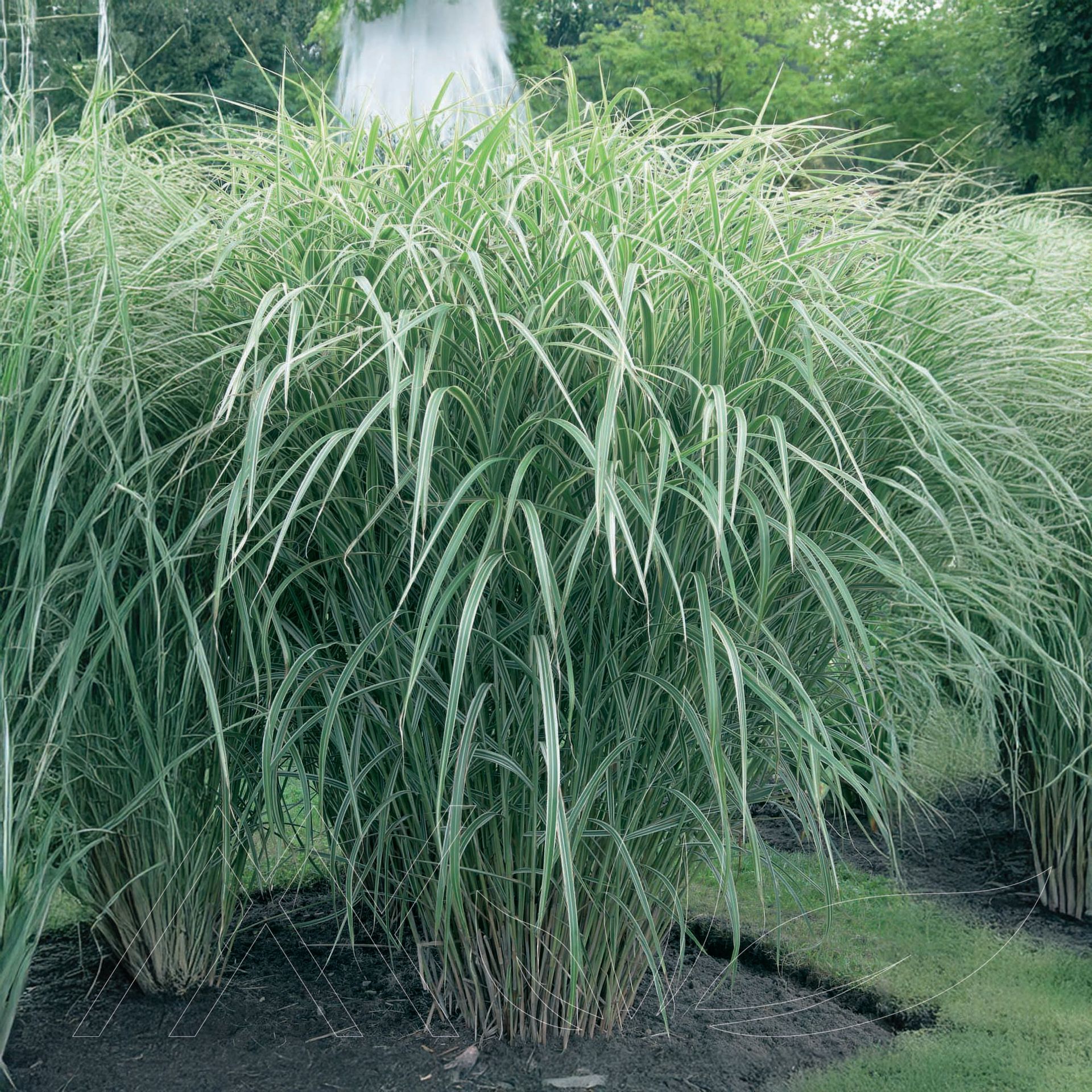 Variegated Silver Grass