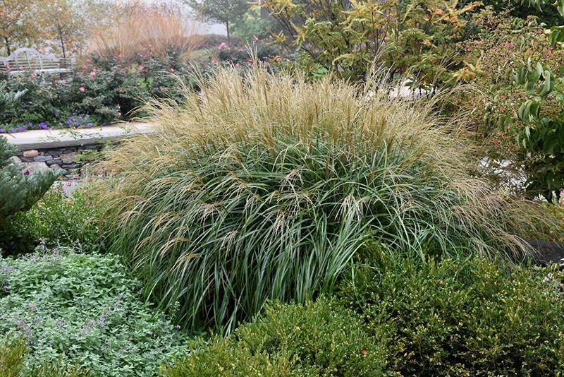 Adagio Maiden Grass