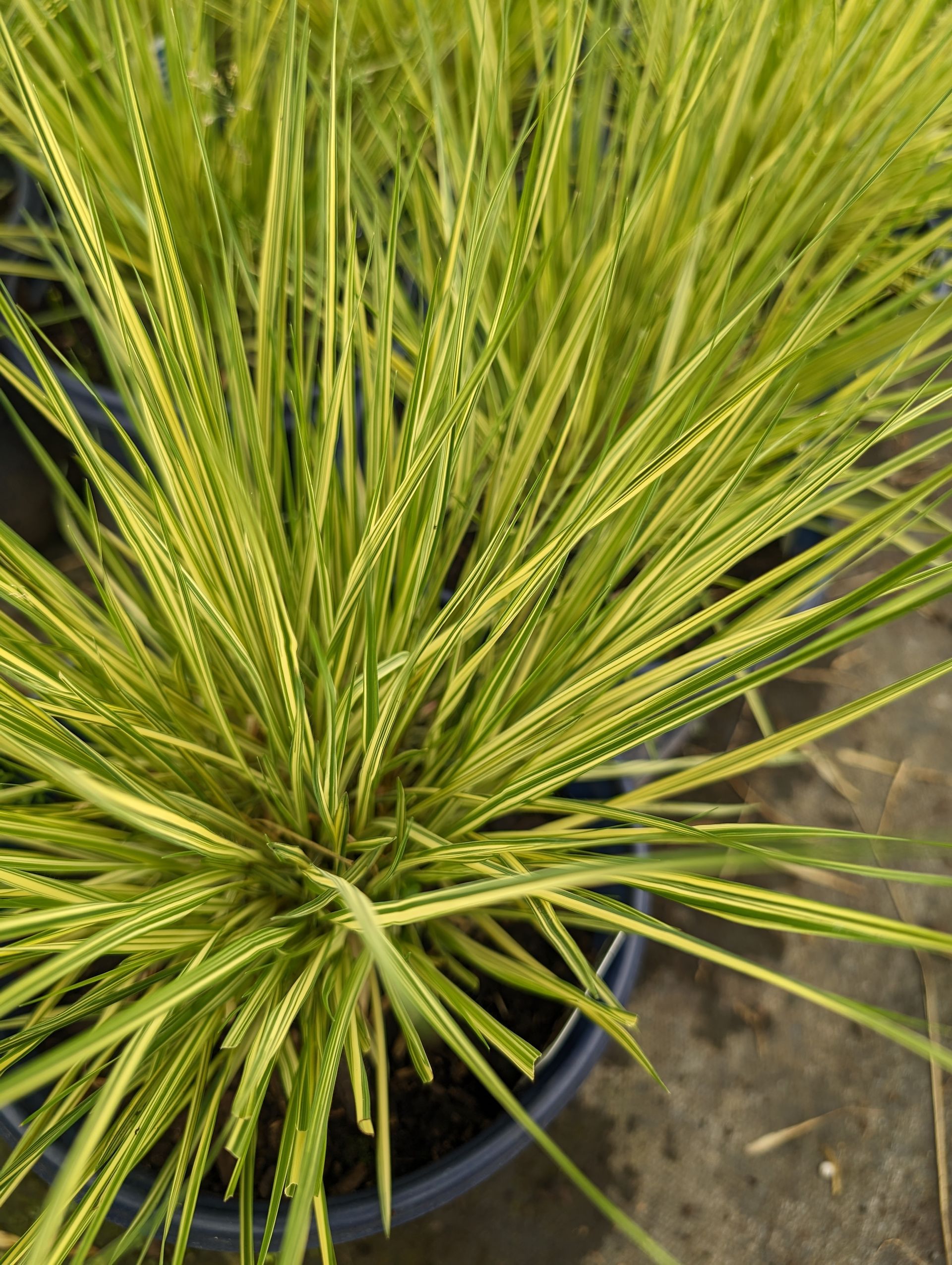 Autumn Moor Grass