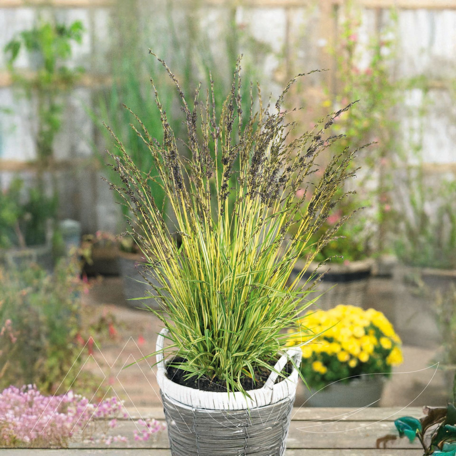 Variegated Moor Grass