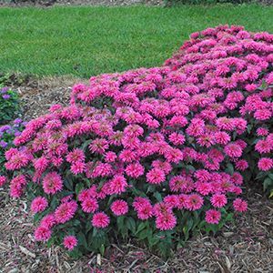 Sugar Buzz® Bubble Gum Blast Bee Balm