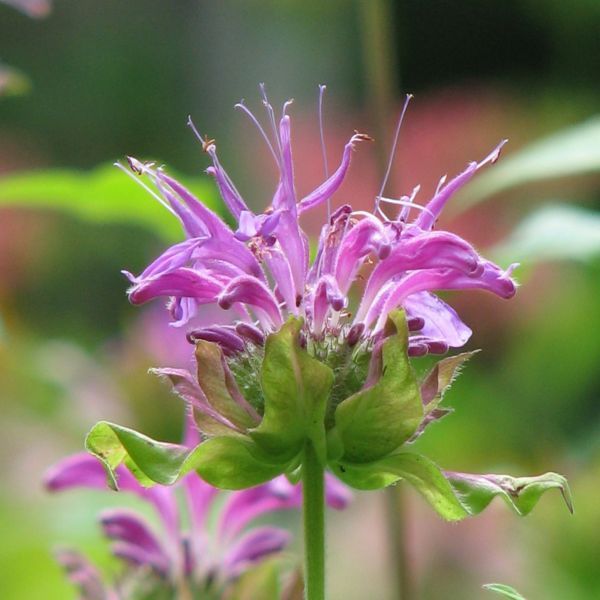 Wild Bee Balm