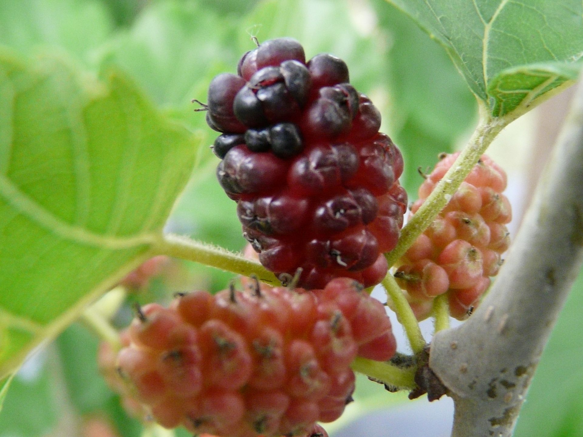 Weeping Mulberry