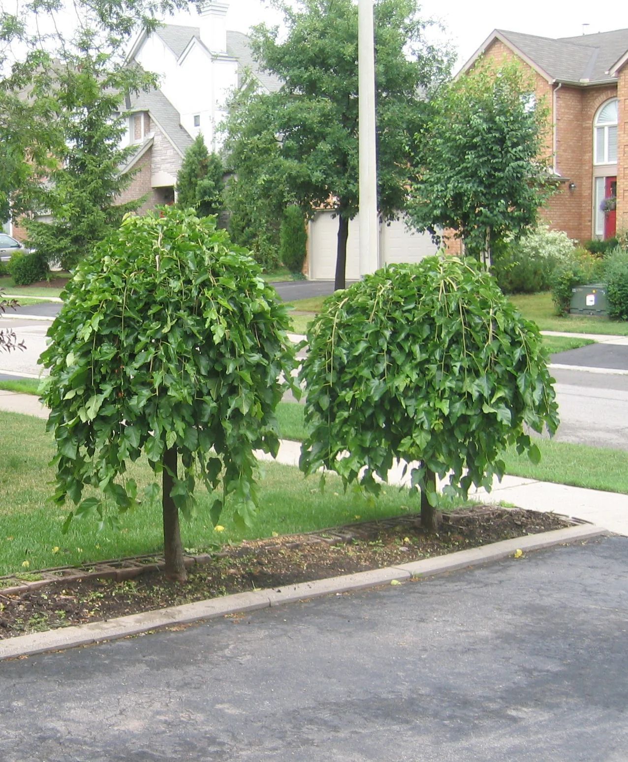 Weeping Mulberry