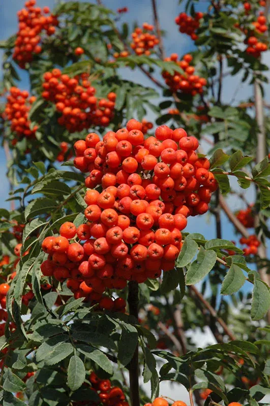Russian Mountain Ash