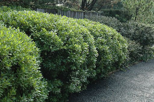 Bayberry