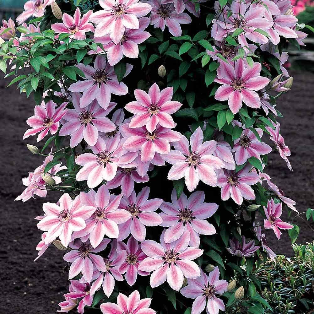 Nelly Moser Clematis