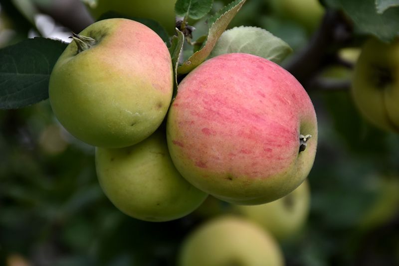 Norland Apple