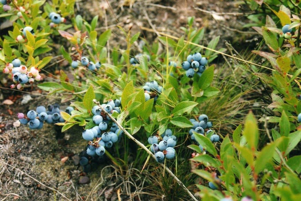 Northcountry Blueberry