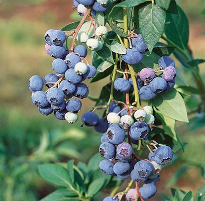 Northland Blueberry