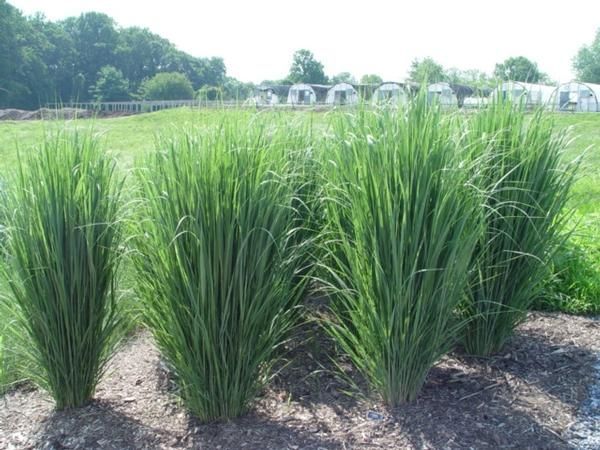 Northwind Switch Grass