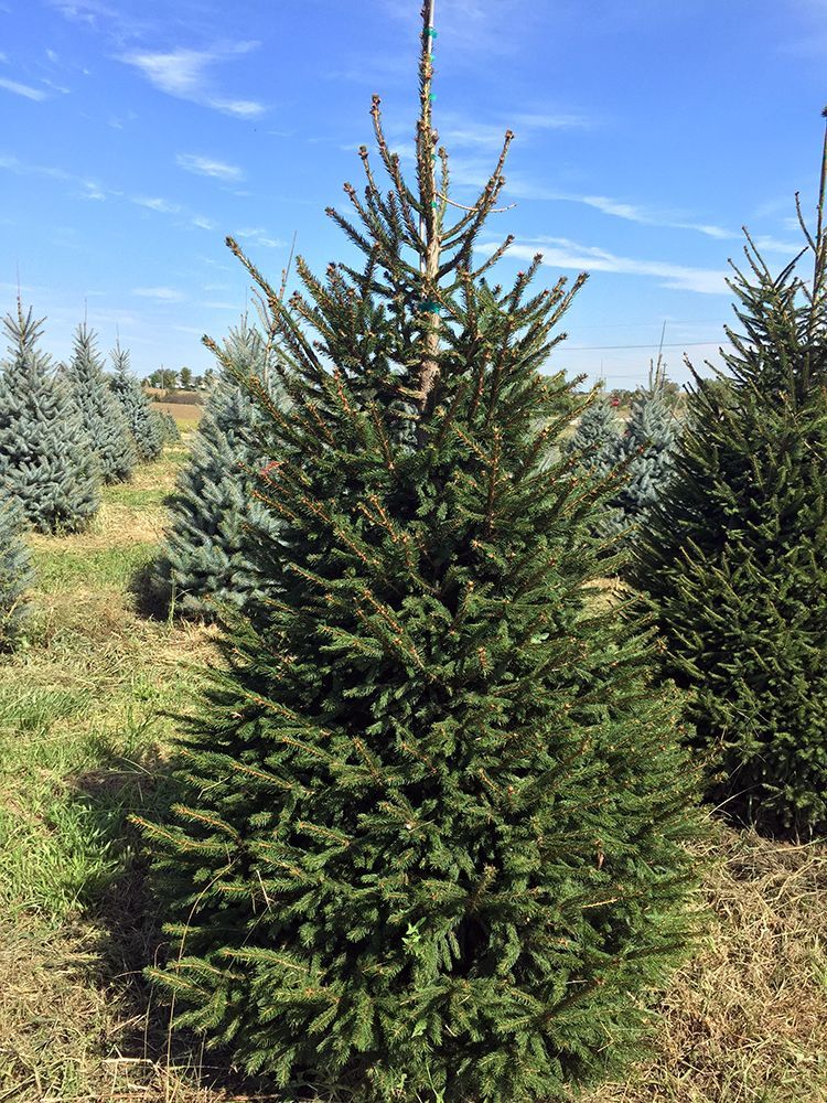 Norway Spruce