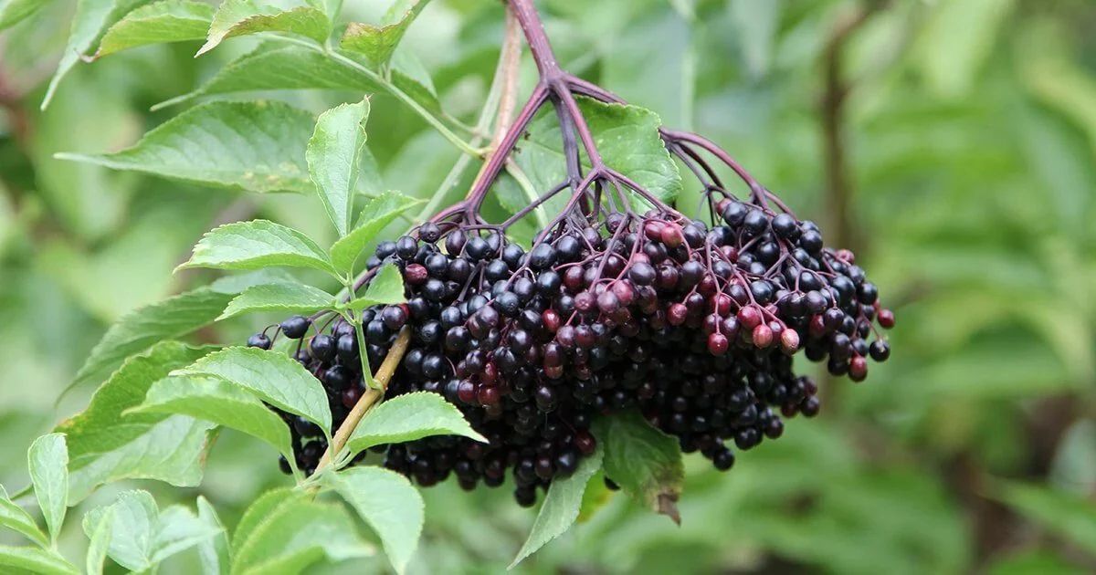 Nova Elderberry