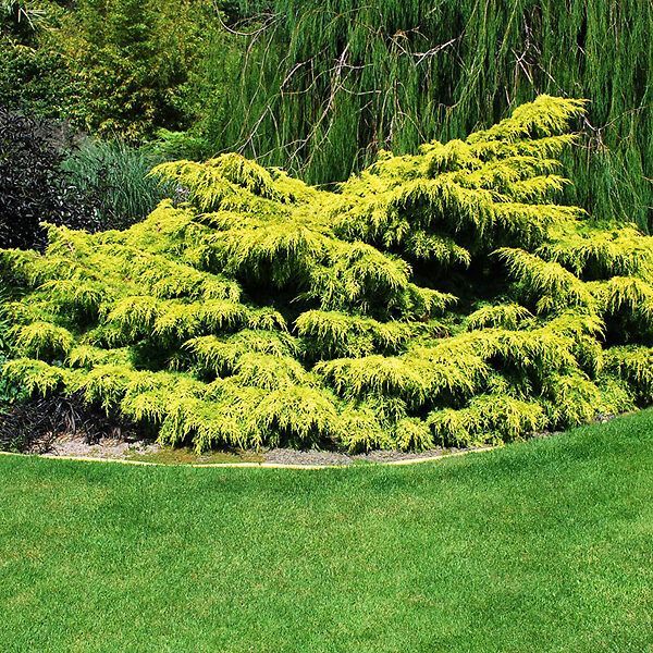 Old Gold Juniper