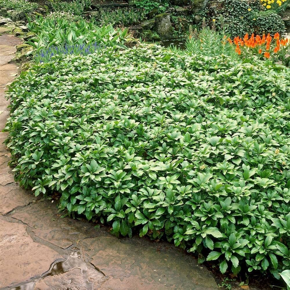 Spurge