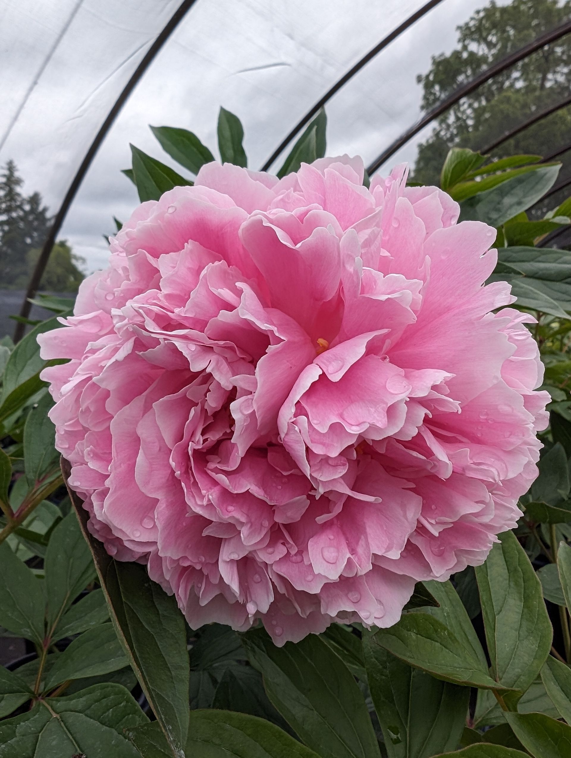 Sarah Bernhardt Peony
