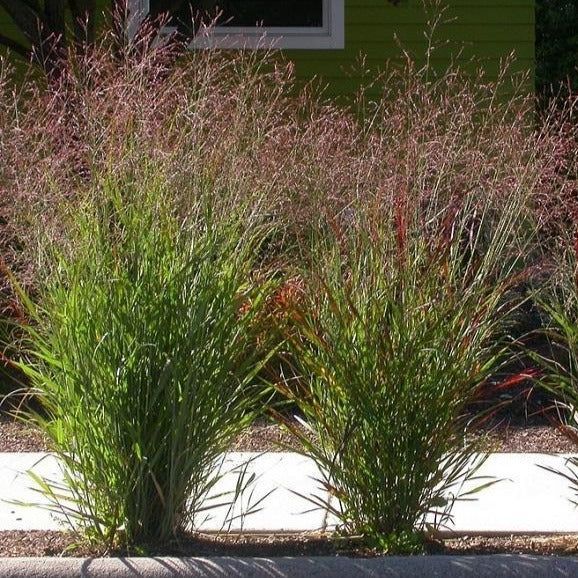 Shenandoah Switch Grass