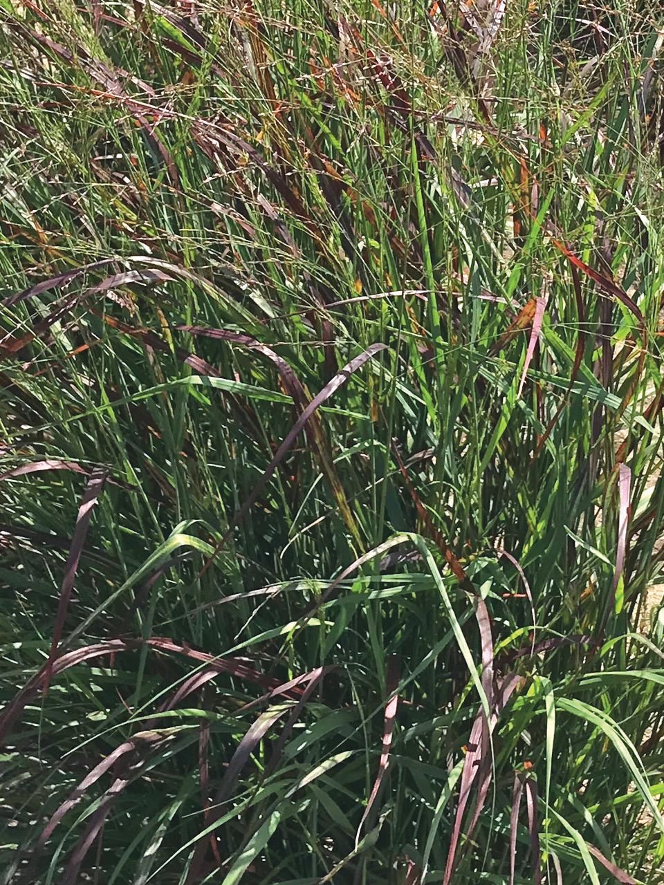 Safari Sunset Switch Grass
