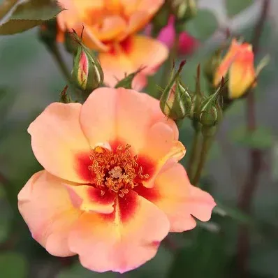 Peach Flower Carpet® Rose