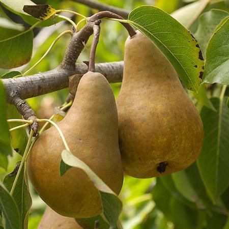 Bosc Pear