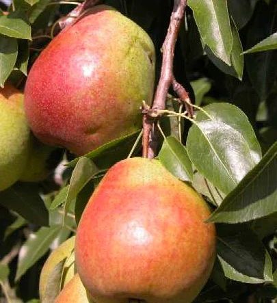 Clapp's Favourite Pear