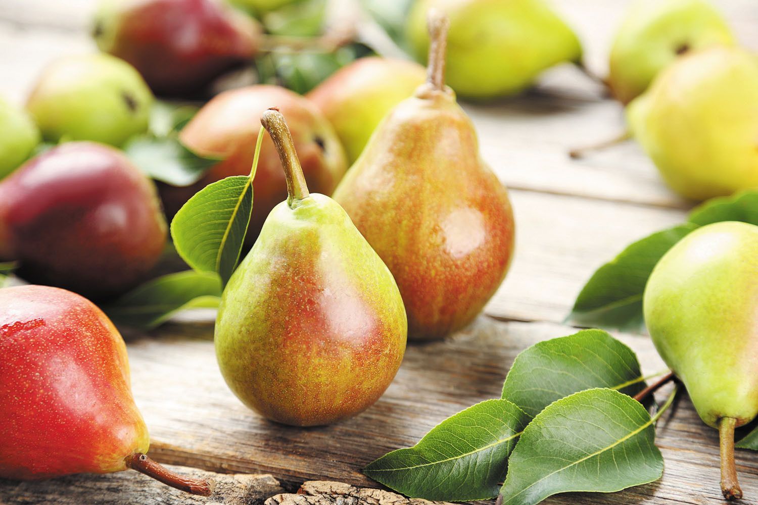 Bartlett Pear