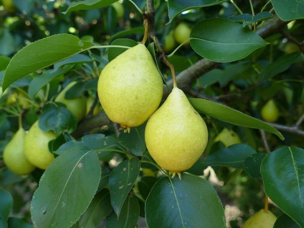 Early Gold Pear