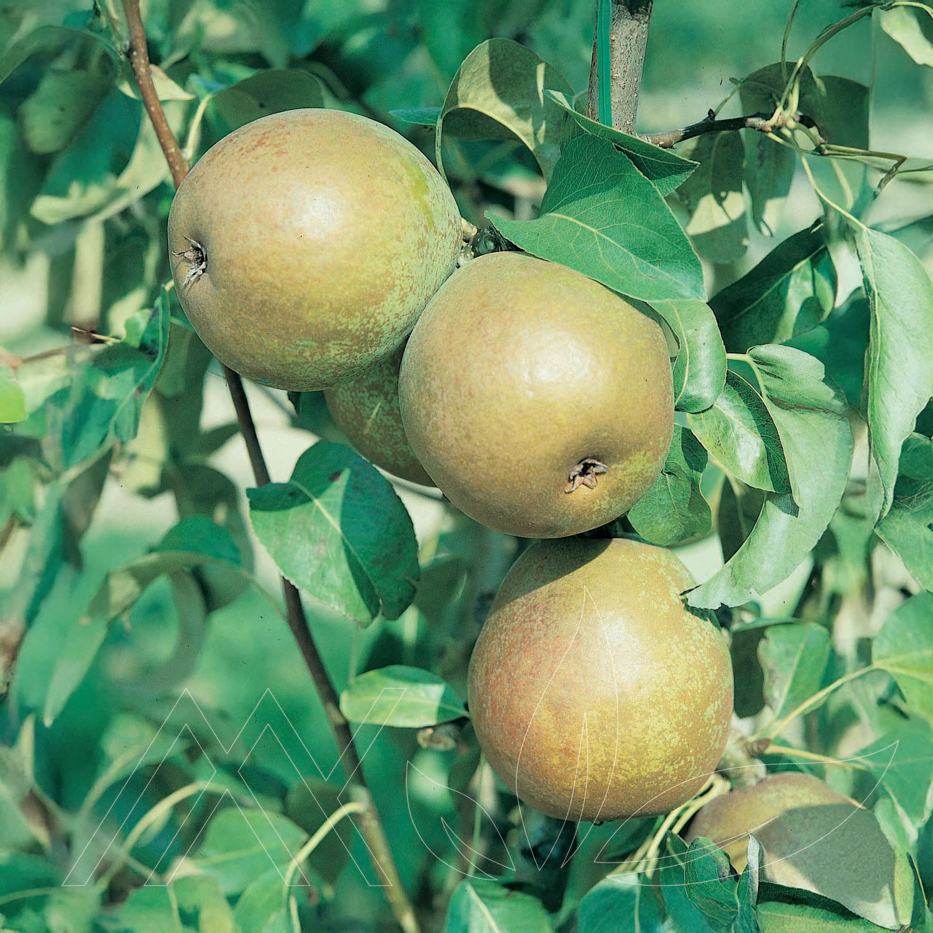 Anjou Pear