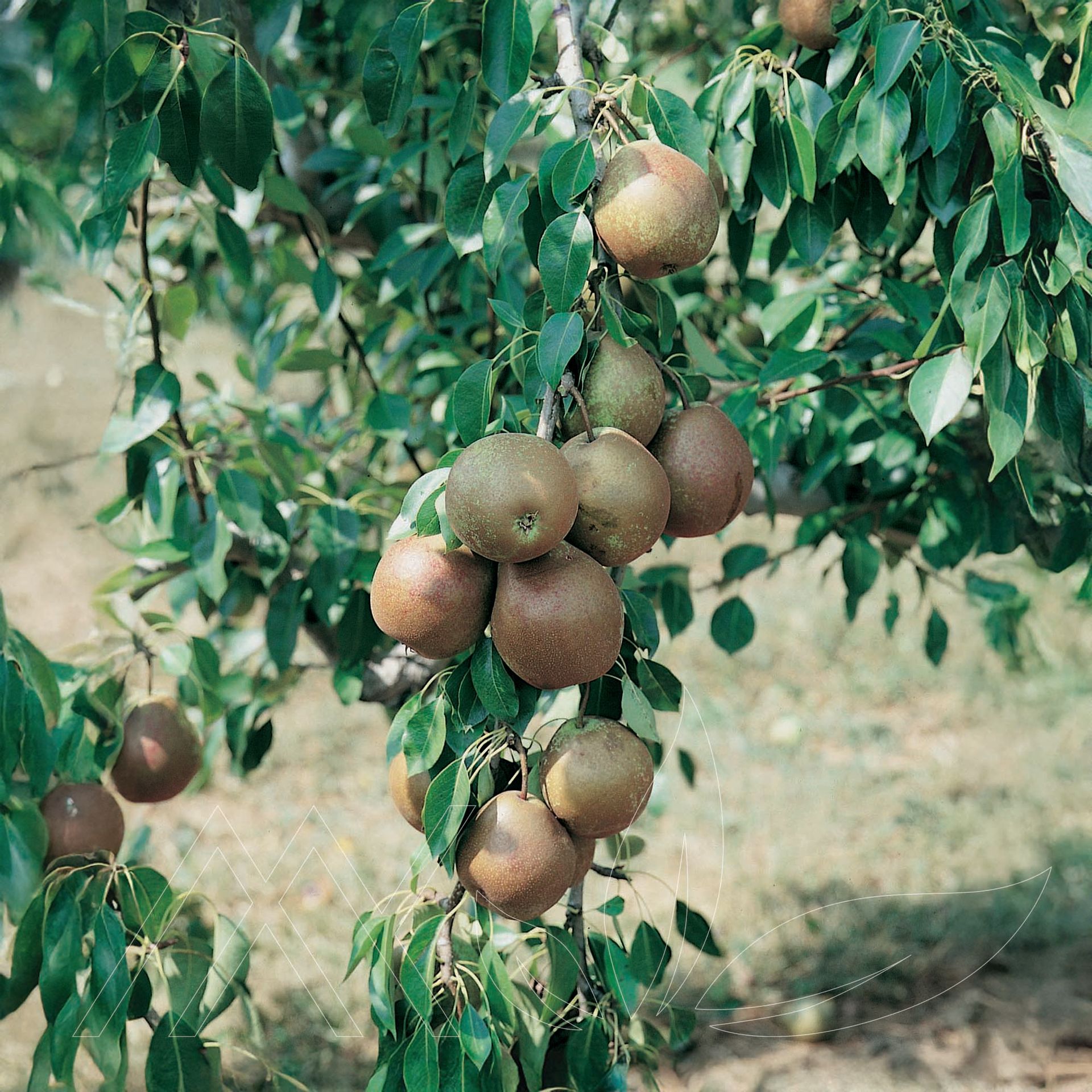 Flemish Beauty Pear